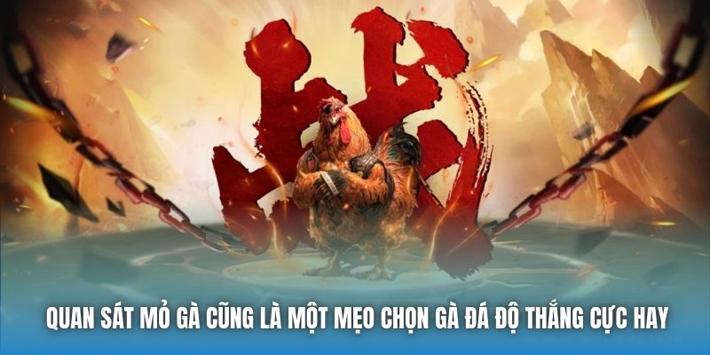Quan sát mỏ gà cũng là một mẹo chọn gà đá độ thắng cực hay