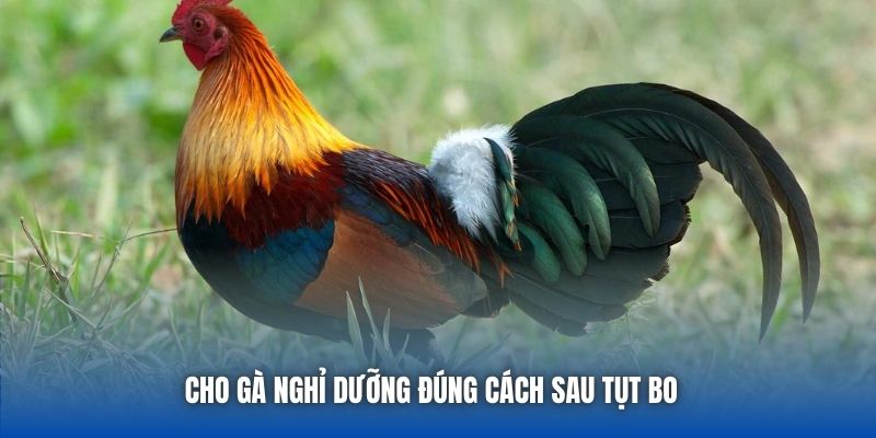 Cho gà nghỉ dưỡng đúng cách sau tụt bo  