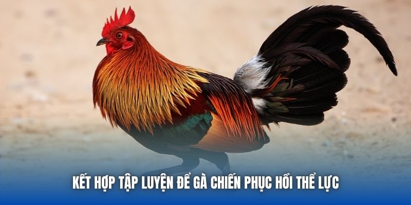 Kết hợp tập luyện để gà chiến phục hồi thể lực