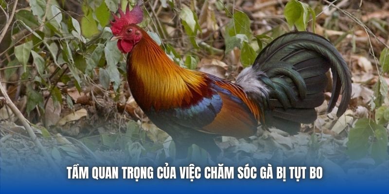 Tầm quan trọng của việc chăm sóc gà bị tụt bo