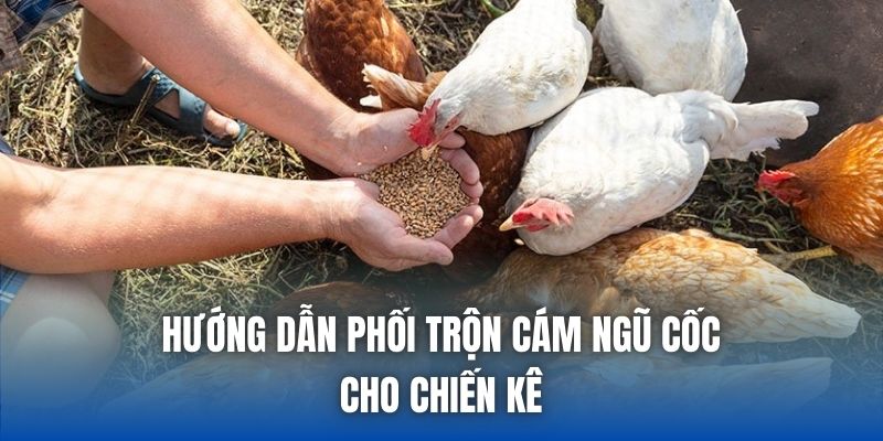 Hướng dẫn phối trộn cám ngũ cốc cho chiến kê