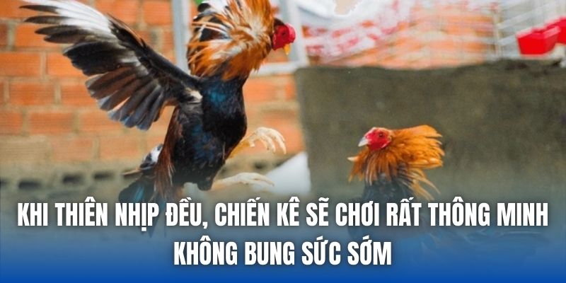 Khi thiên nhịp đều, chiến kê sẽ chơi rất thông minh, không bung sức sớm